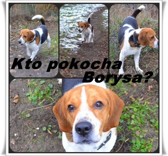 BORYS wciąż szuka dobrego domu
